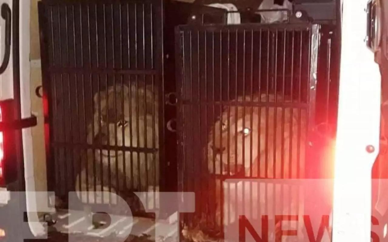 Σάλος με τα δύο ζώα που στοιβάχθηκαν σε μικρά κλουβιά με προορισμό την Μύκονο  