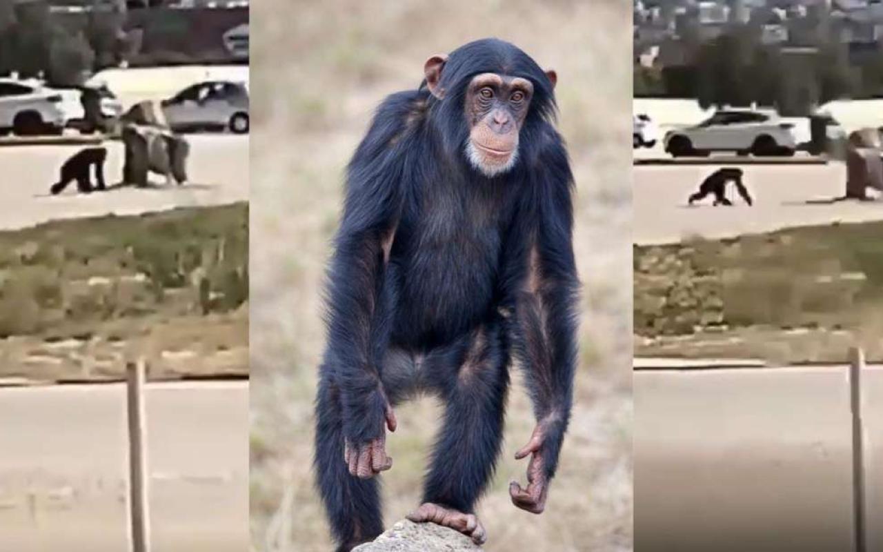 Χιμπατζής
