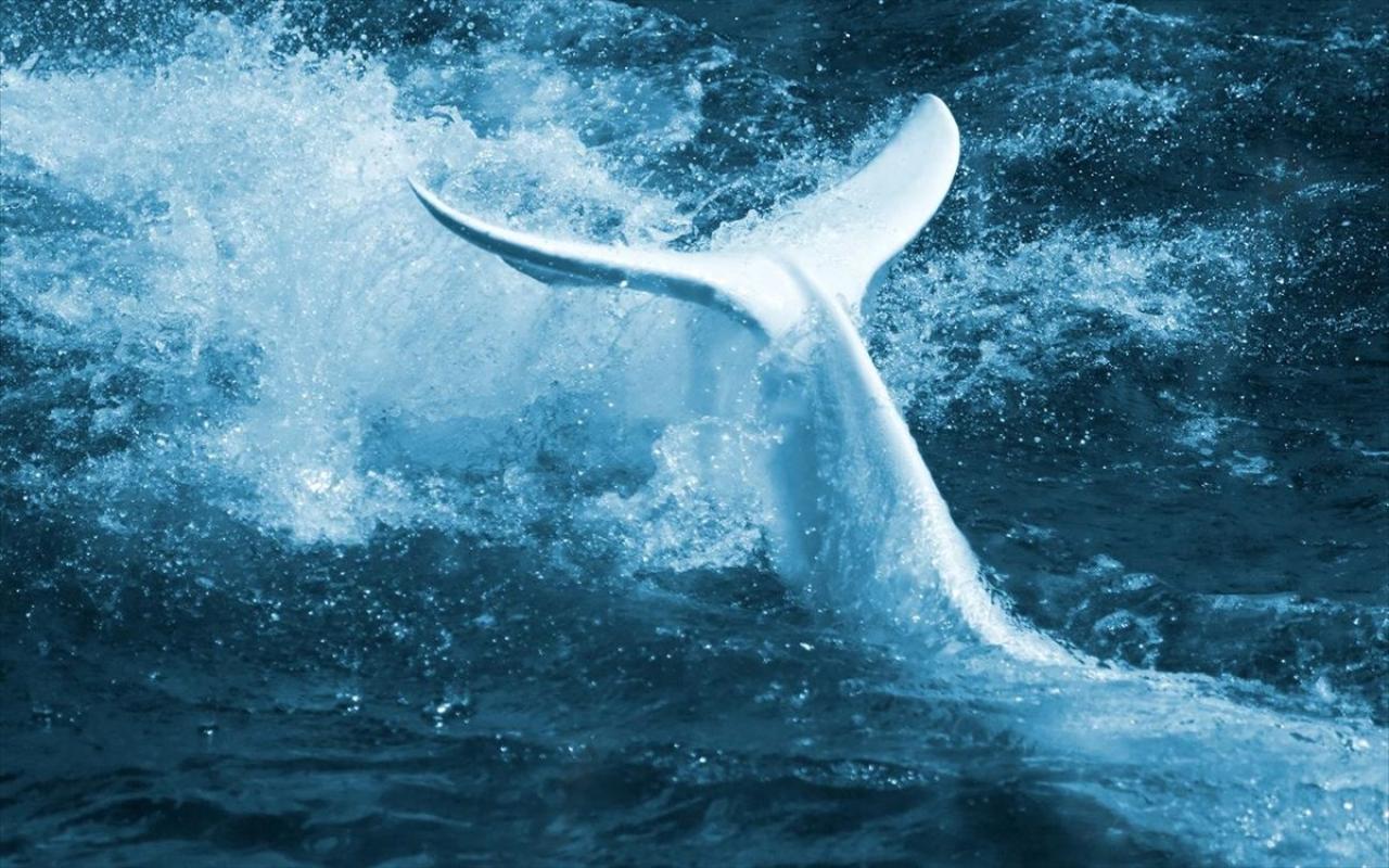  λευκη φαλαινα