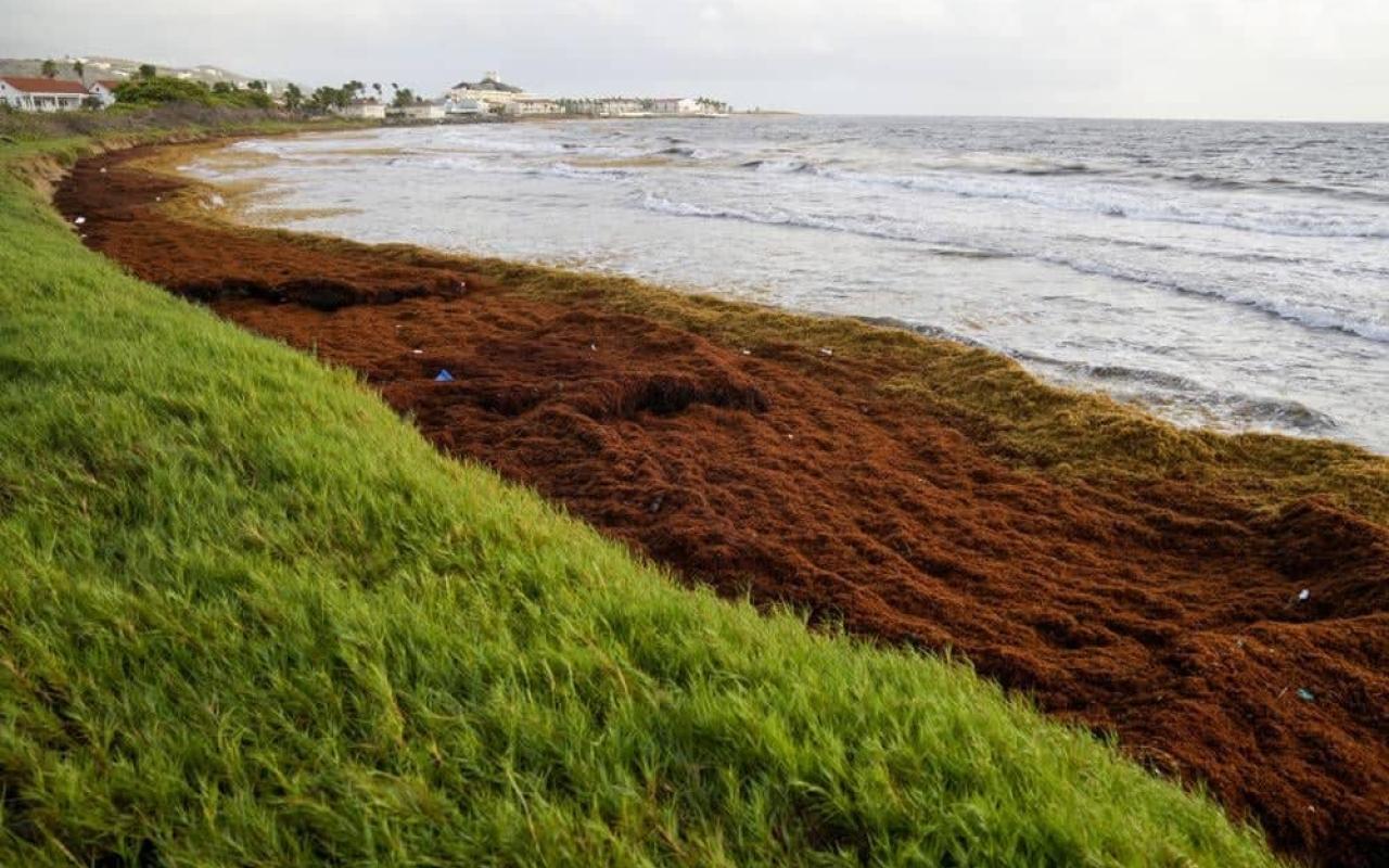 Ποσότητες ρεκόρ φυκιών πνίγουν τις ακτές της Καραϊβικής από το Πουέρτο Ρίκο έως τα Μπαρμπάντος