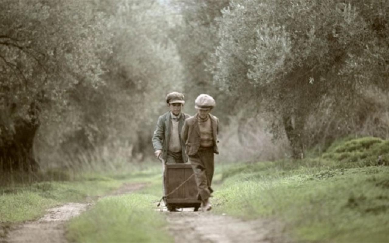 The Olive Tree Will Always Be Here, ελιές, μάζεμα ελιάς