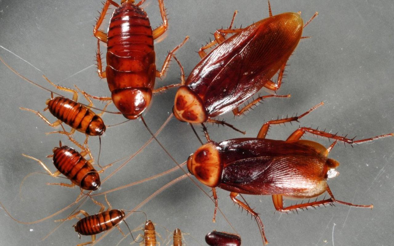 κατσαρίδες