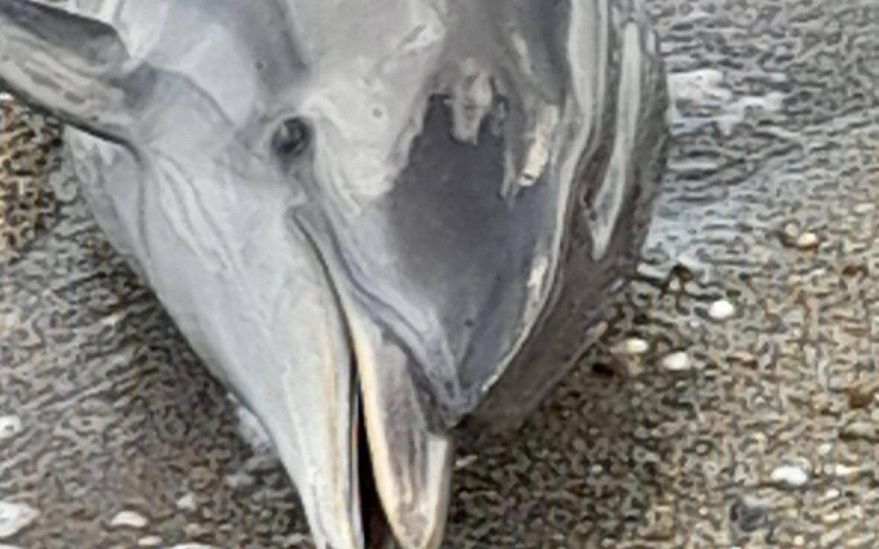 δελφινι ρεθυμνο