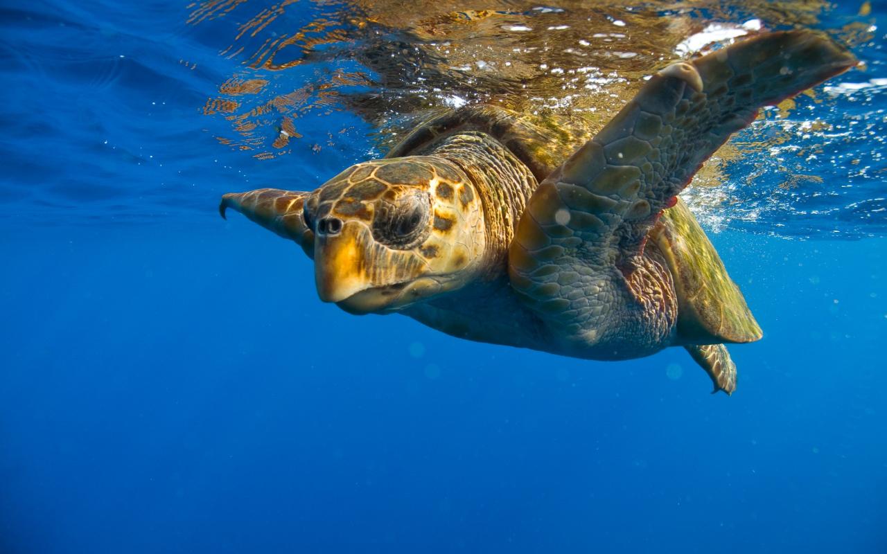 θαλάσσια χελώνα