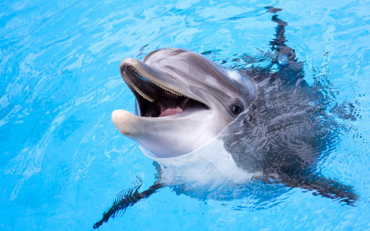 δελφίνι