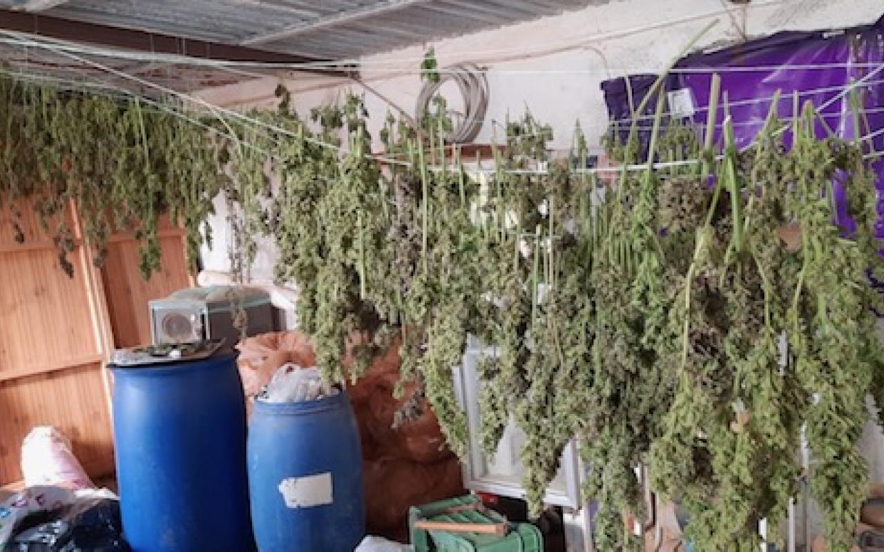 Σάρωσαν εγκληματική ομάδα που καλλιεργούσε χασίς