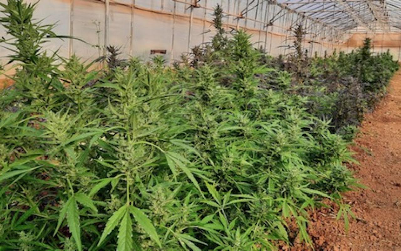 Σάρωσαν εγκληματική ομάδα που καλλιεργούσε χασίς