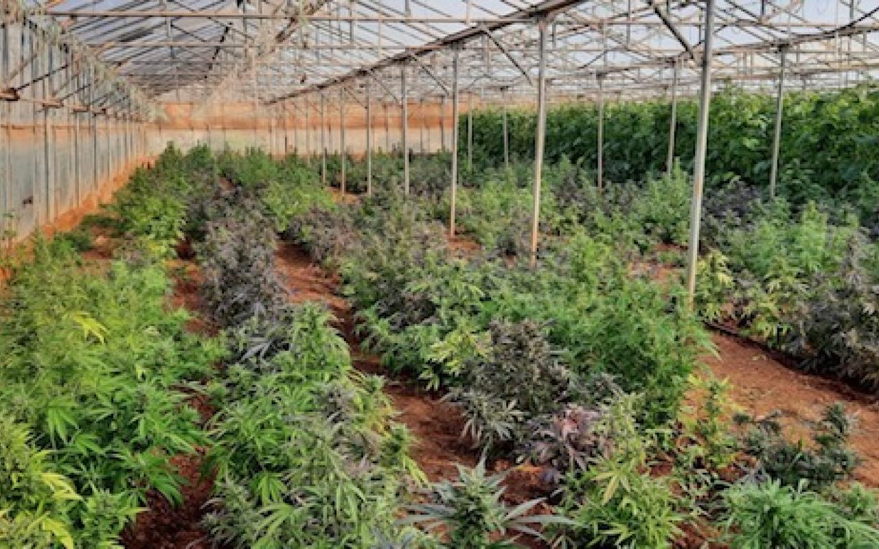 Σάρωσαν εγκληματική ομάδα που καλλιεργούσε χασίς