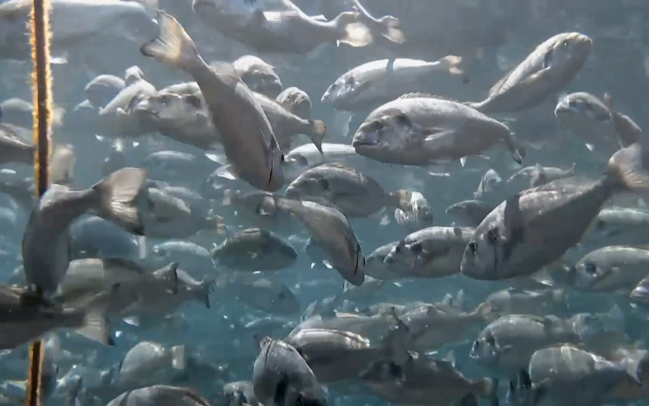 ΕΛΚΕΘΕ: Η βελτίωση της υδατοκαλλιέργειας περνάει μέσα από την ...ευζωία των ψαριών