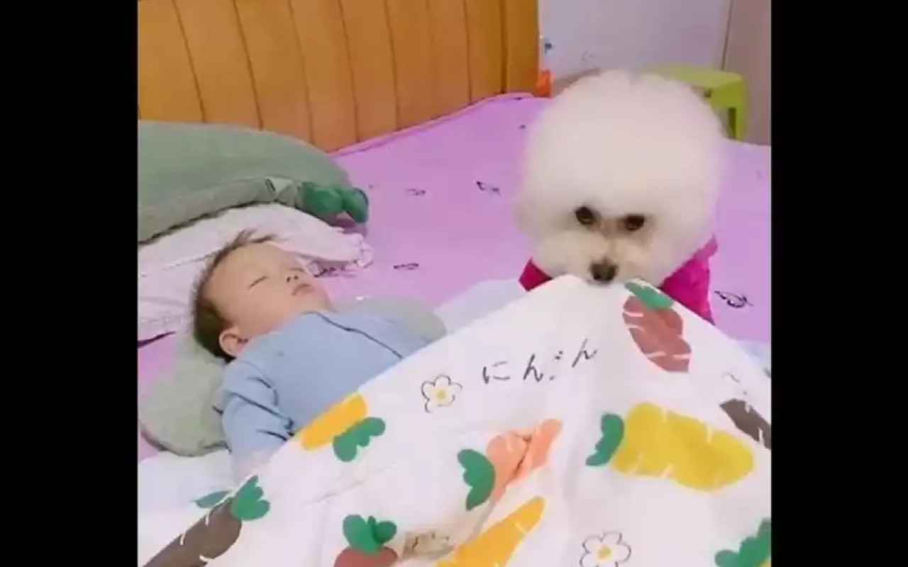 σκυλάκι με μωρό