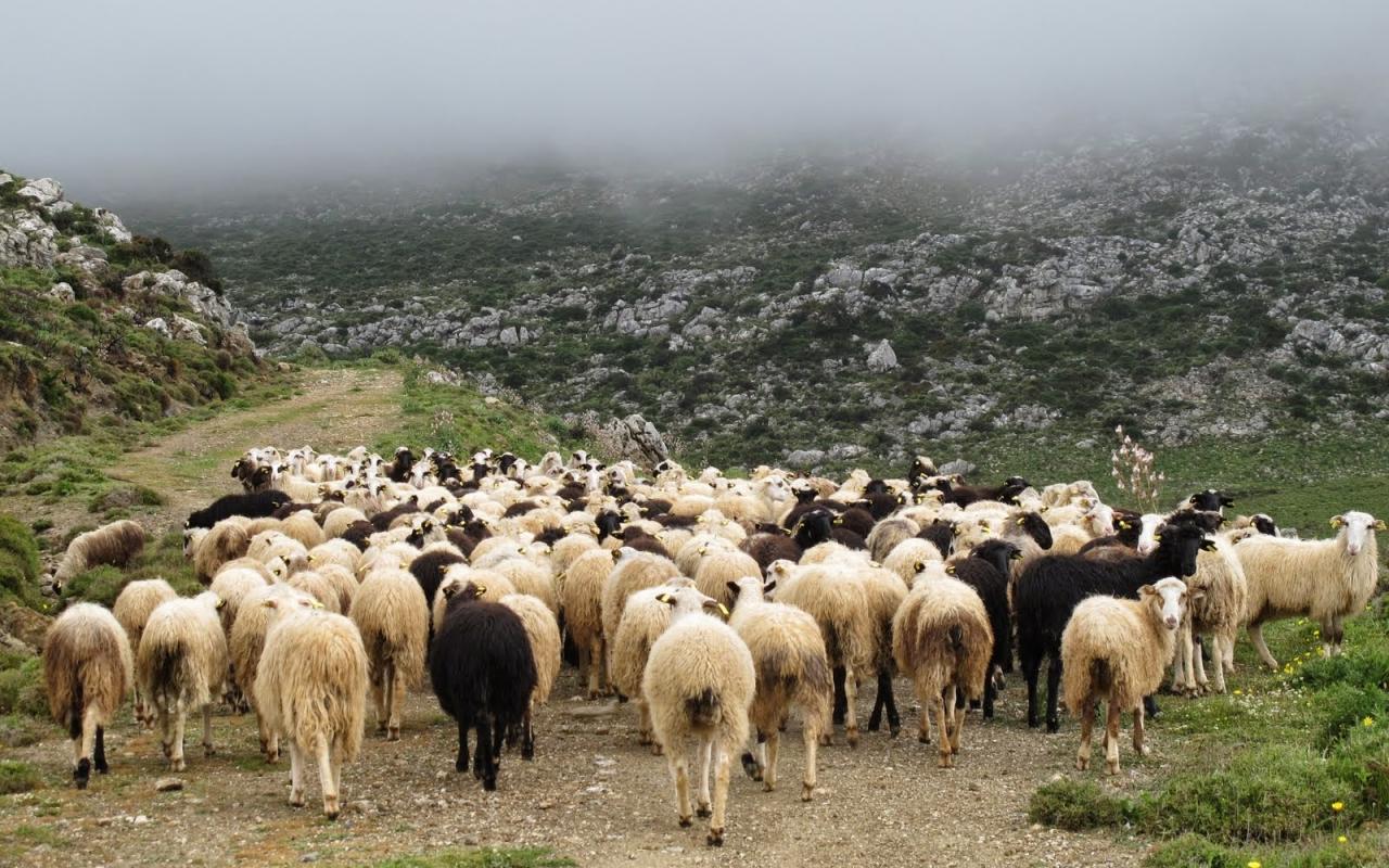 βοσκοτόπια