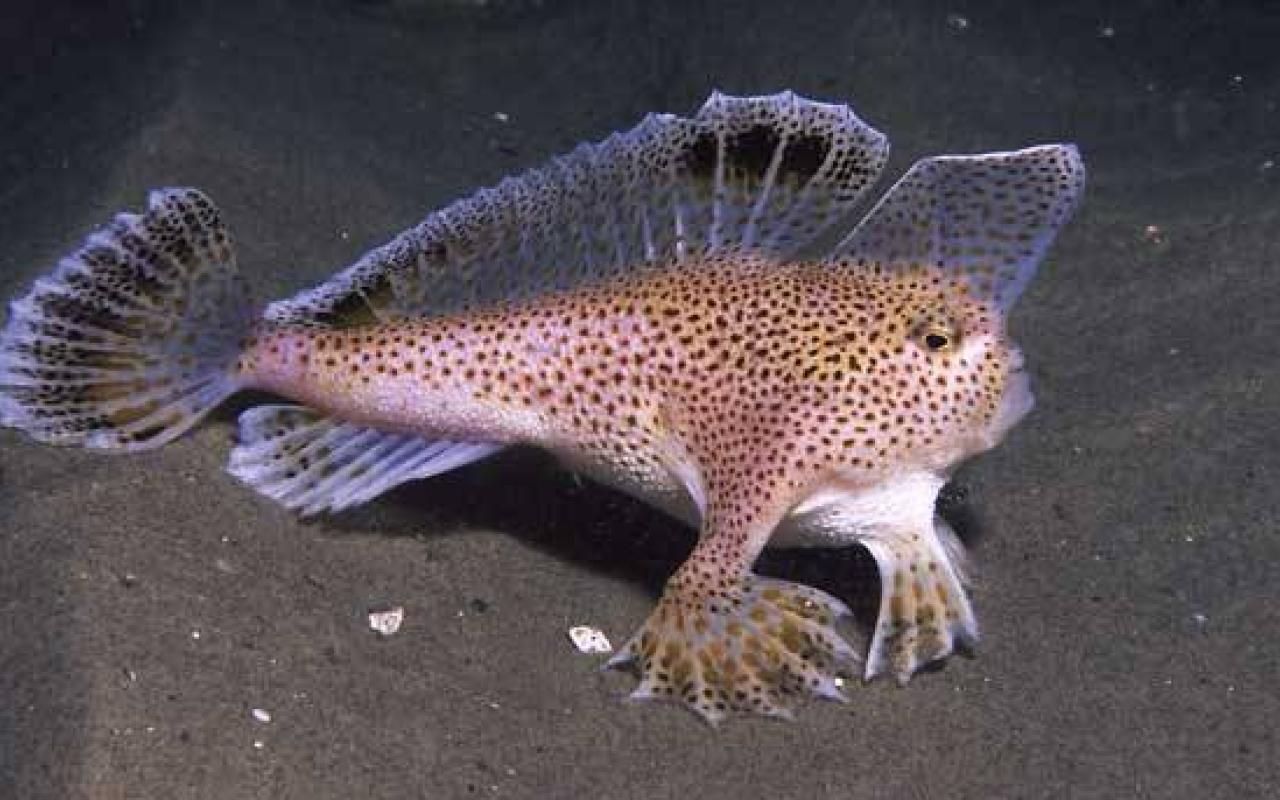 spottedhandfish Ρόζ ψάρι