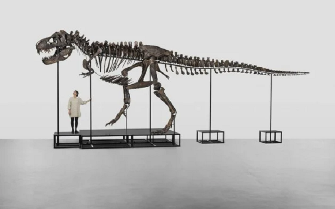 σκελετός Τυραννόσαυρου Rex