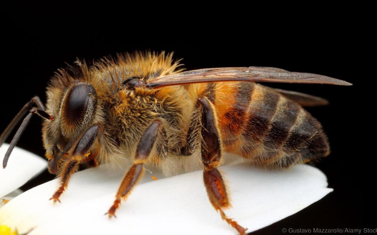 μέλισσα δολοφόνος