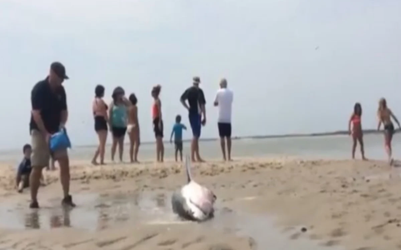 Λευκός καρχαρίας βγήκε σε παραλία 
