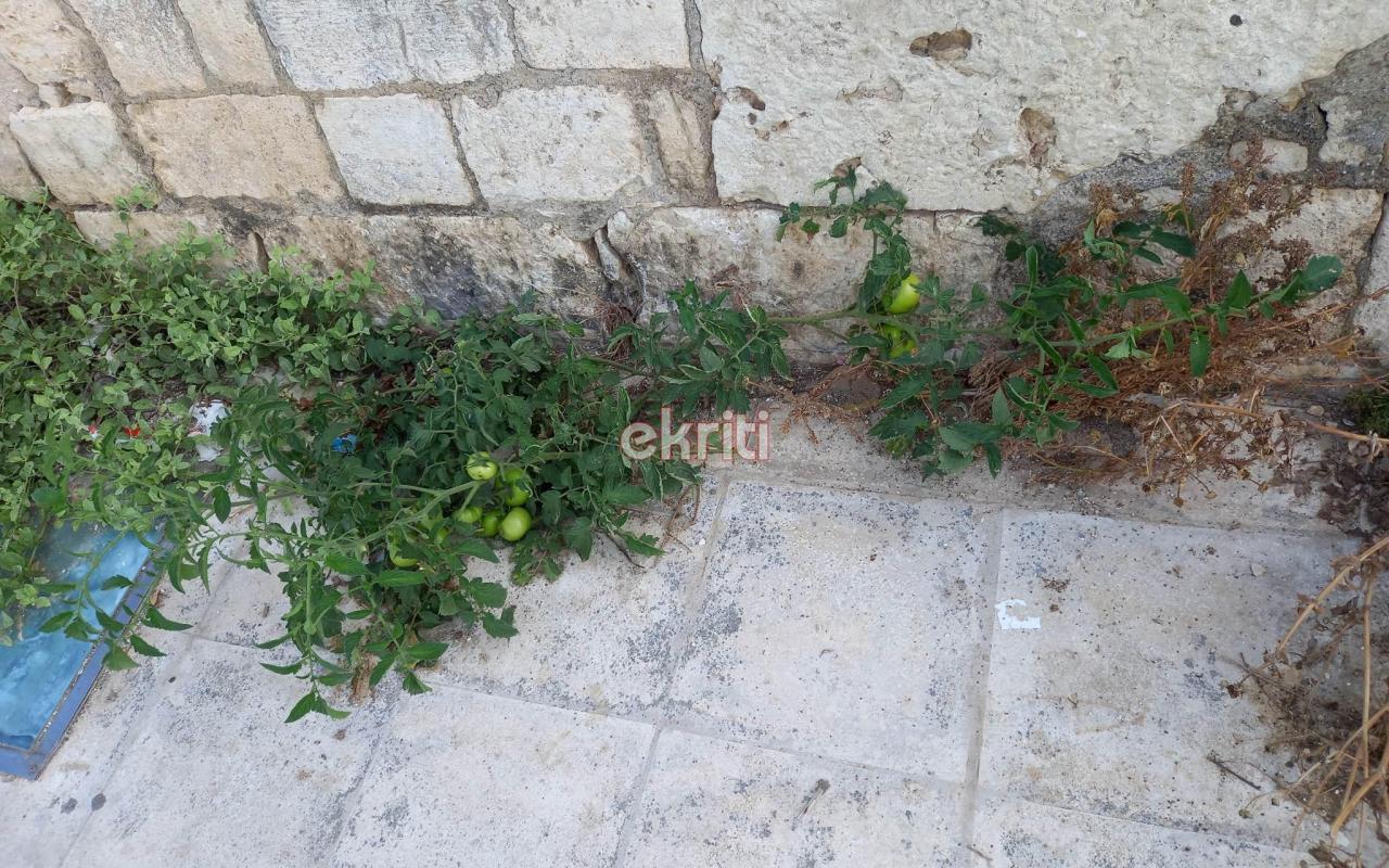 ντοματιά τείχη
