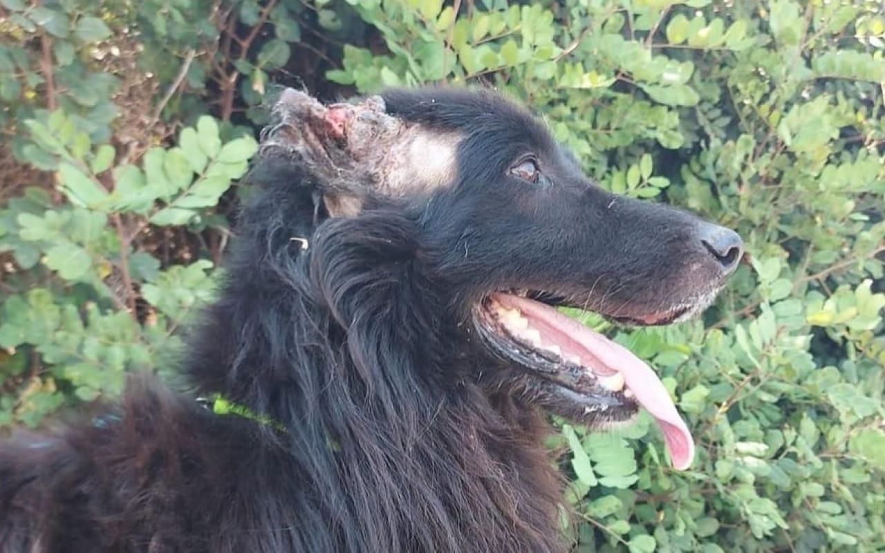 Κρήτη: Σοκάρει η νέα κακοποίηση σκύλου