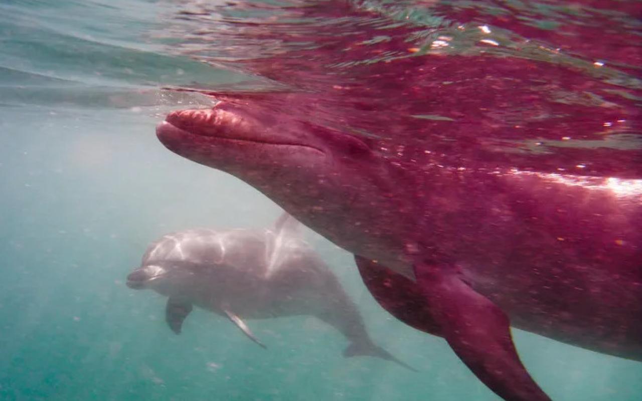 ΡΟΖ ΔΕΛΦΙΝΙΑ