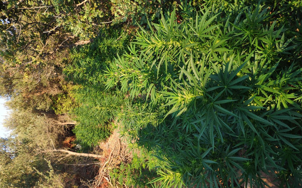 χασισοφυτεία