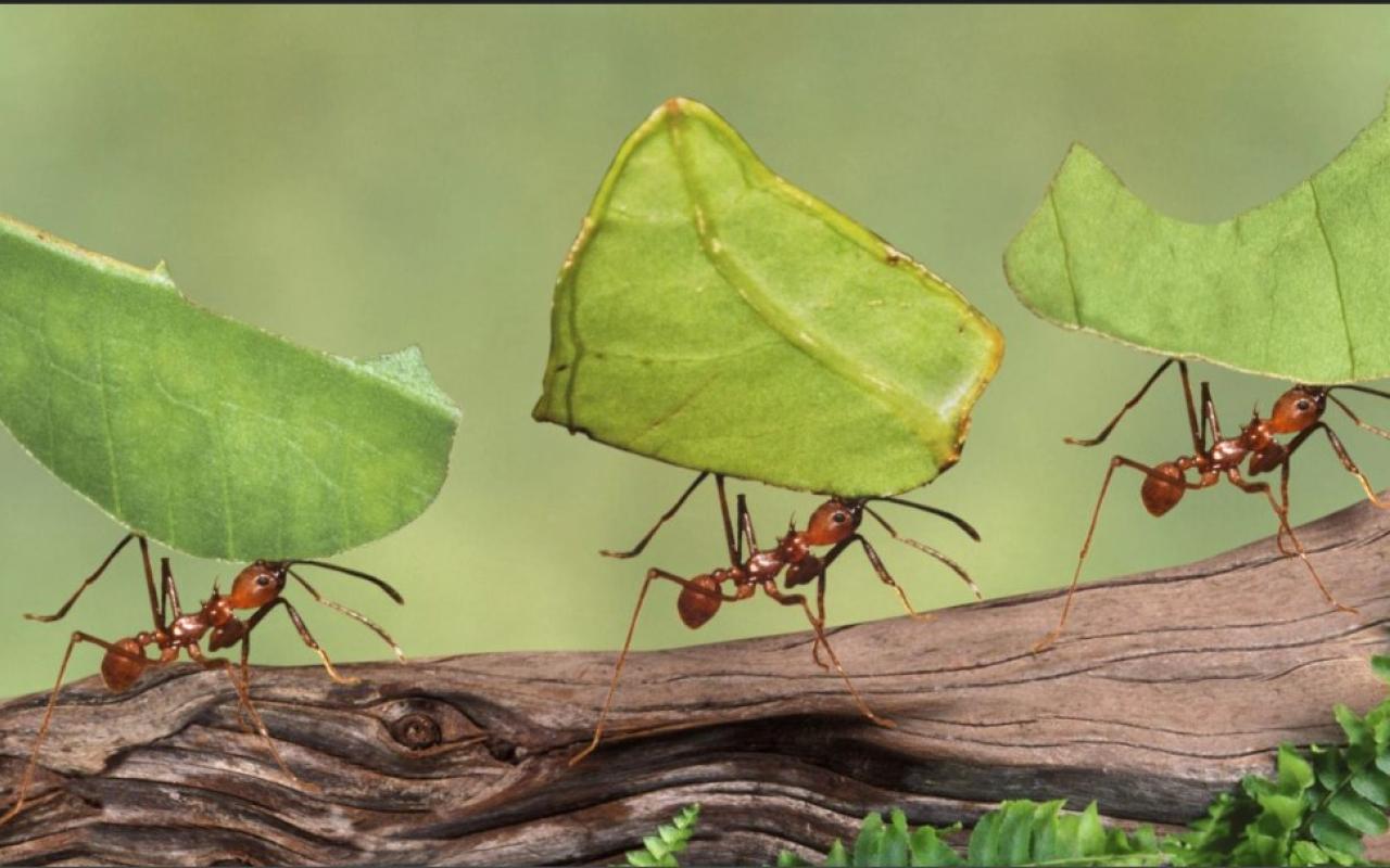 μυρμηγκια