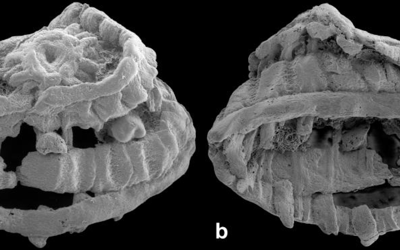 Ανακαλύφθηκε παράξενο πλάσμα ηλικίας 535 εκατομμυρίων ετών