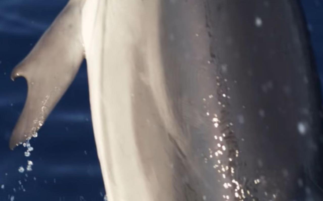 δελφινι