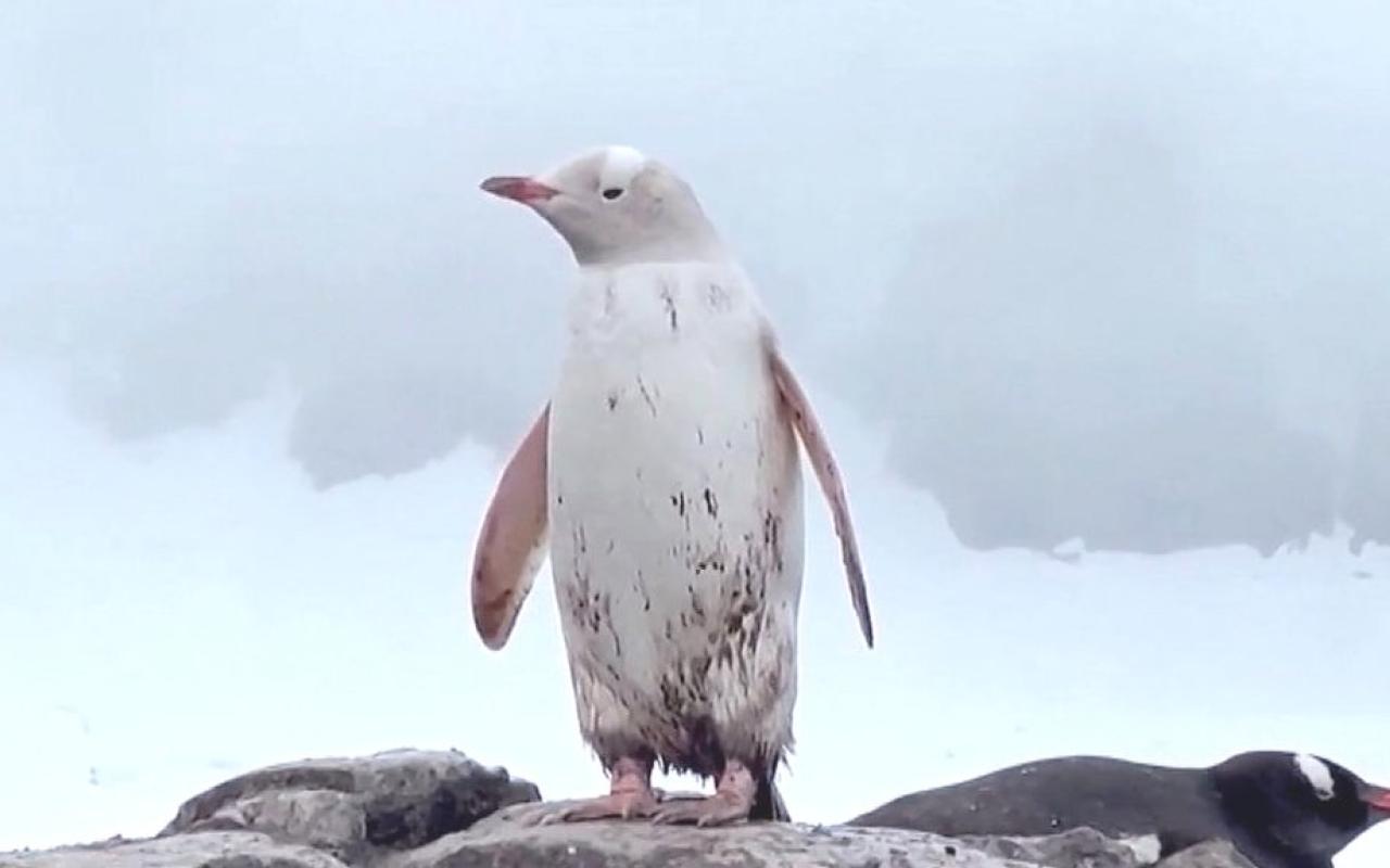λευκος πιγκουινος