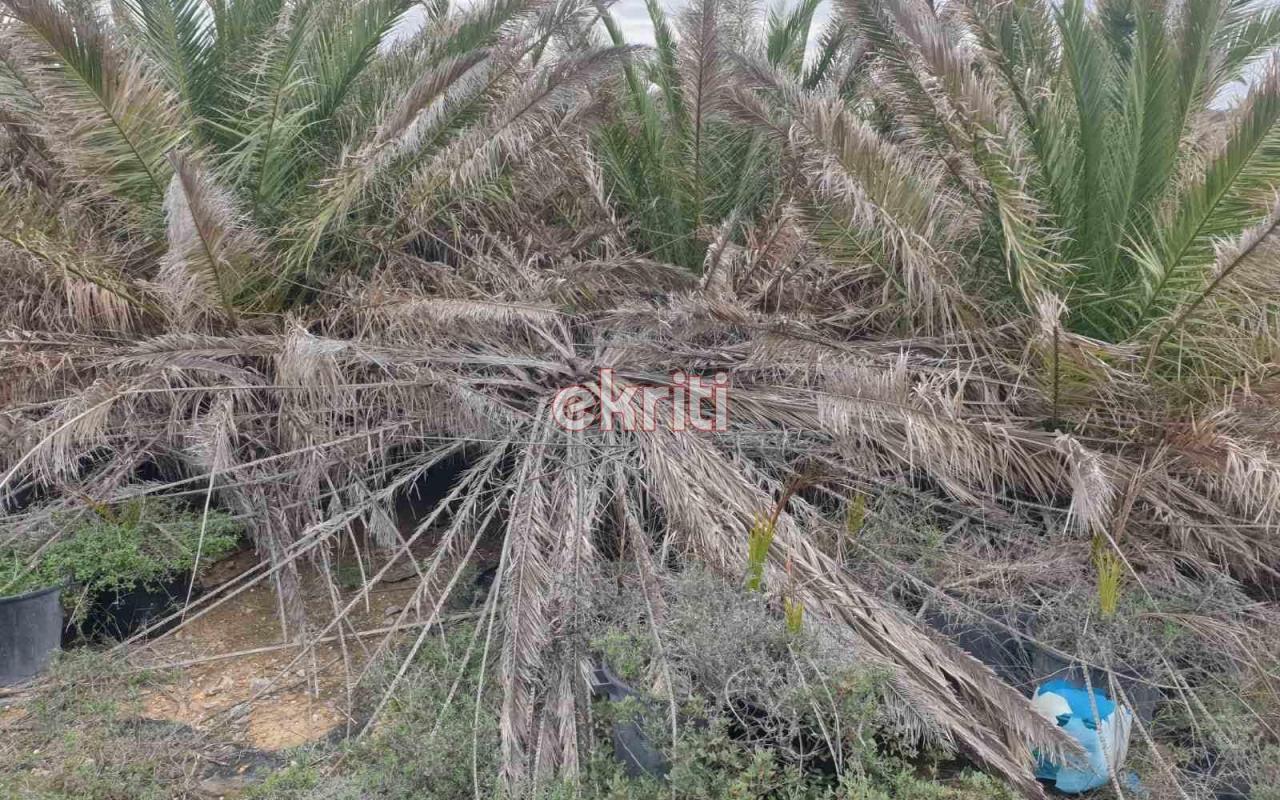 Verwelkte Palme am Strand von Vai