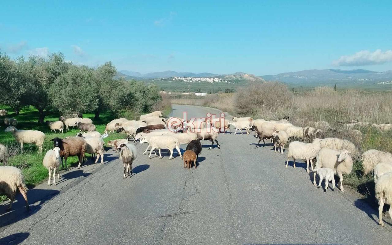 καστελιανά πρόβατα
