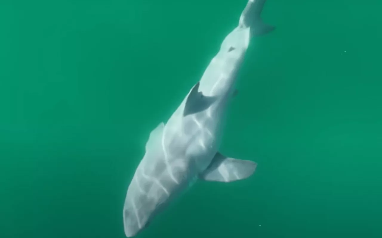 λευκος καρχαριας