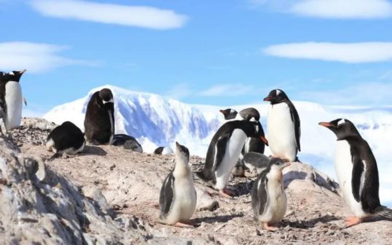 ανταρκτικη