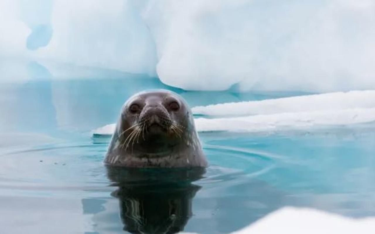 ανταρκτικη