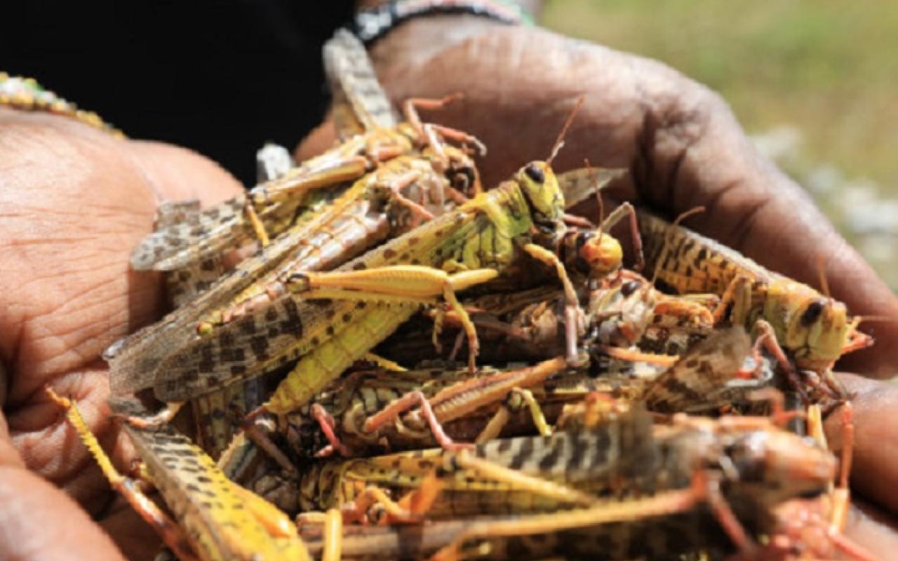 Τεράστιο σμήνος από ακρίδες καταστρέφει καλλιέργειες στην Αφρική.jpg