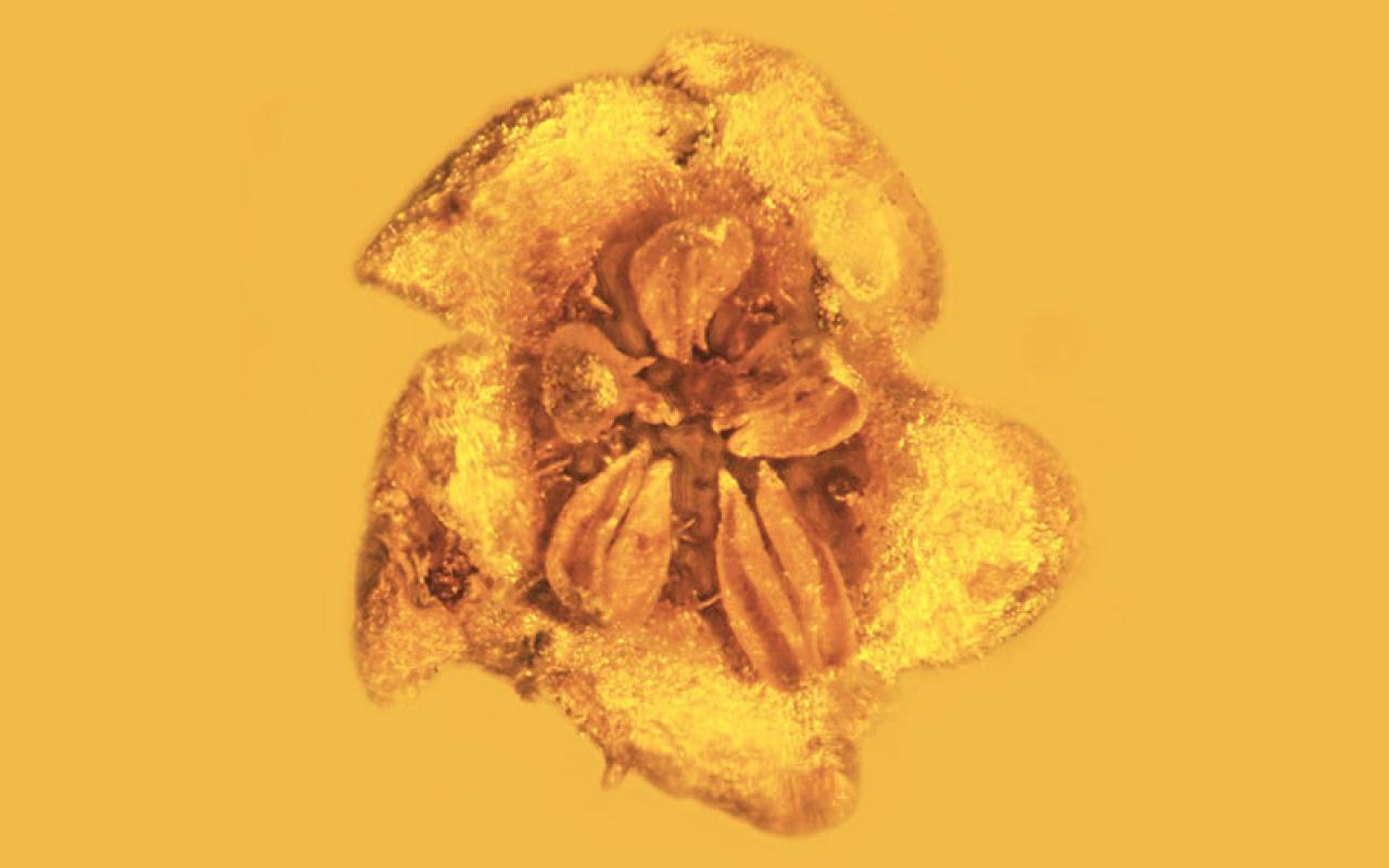 απολιθωμα λουλουδιού
