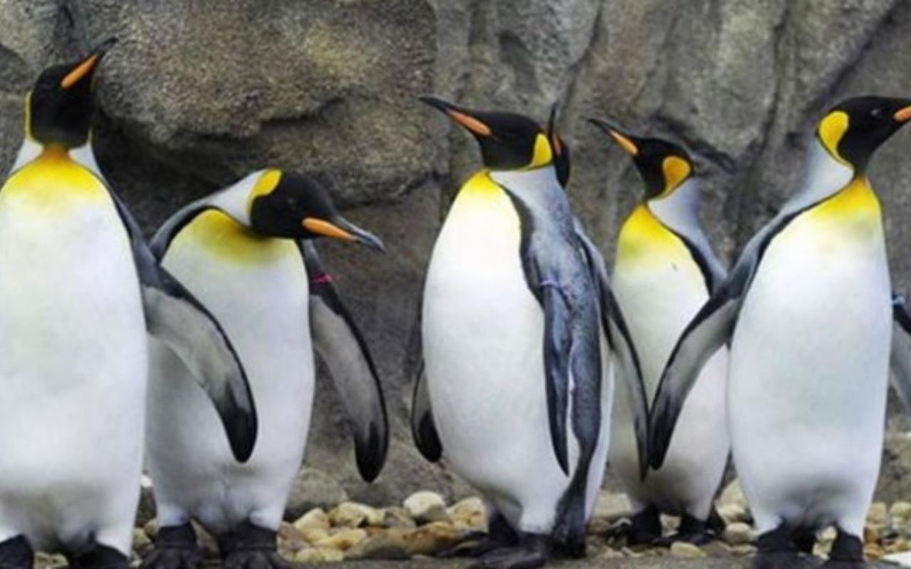 βασιλικοί πιγκουίνοι