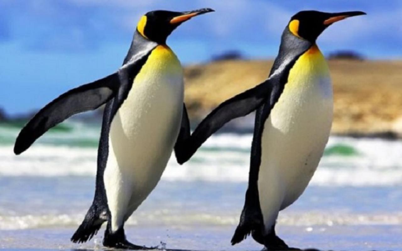 Πιγκουίνοι  «κυβερνούσαν» τη Γη μετά τους δεινόσαυρους.jpg