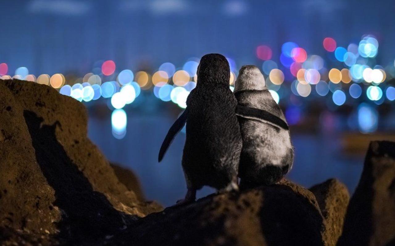 Οι δύο πιγκουίνοι έχασαν πρόσφατα τους συντρόφους τους και συχνά φαίνονται να παρηγορούν ο ένας τον άλλον