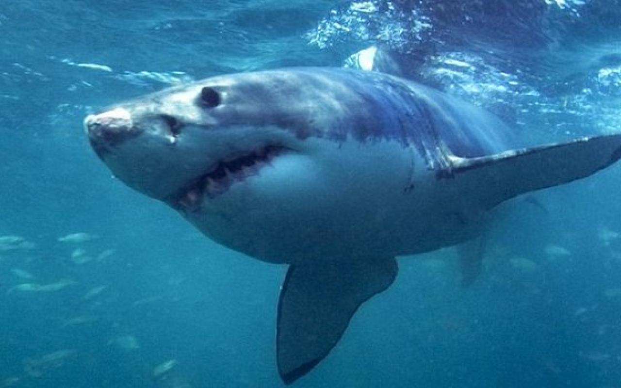 Αυστραλία: Νεκρός άνδρας από επίθεση καρχαρία