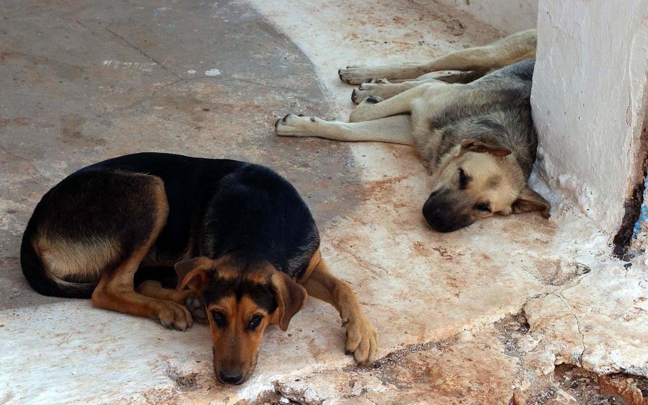 Αδέσποτα