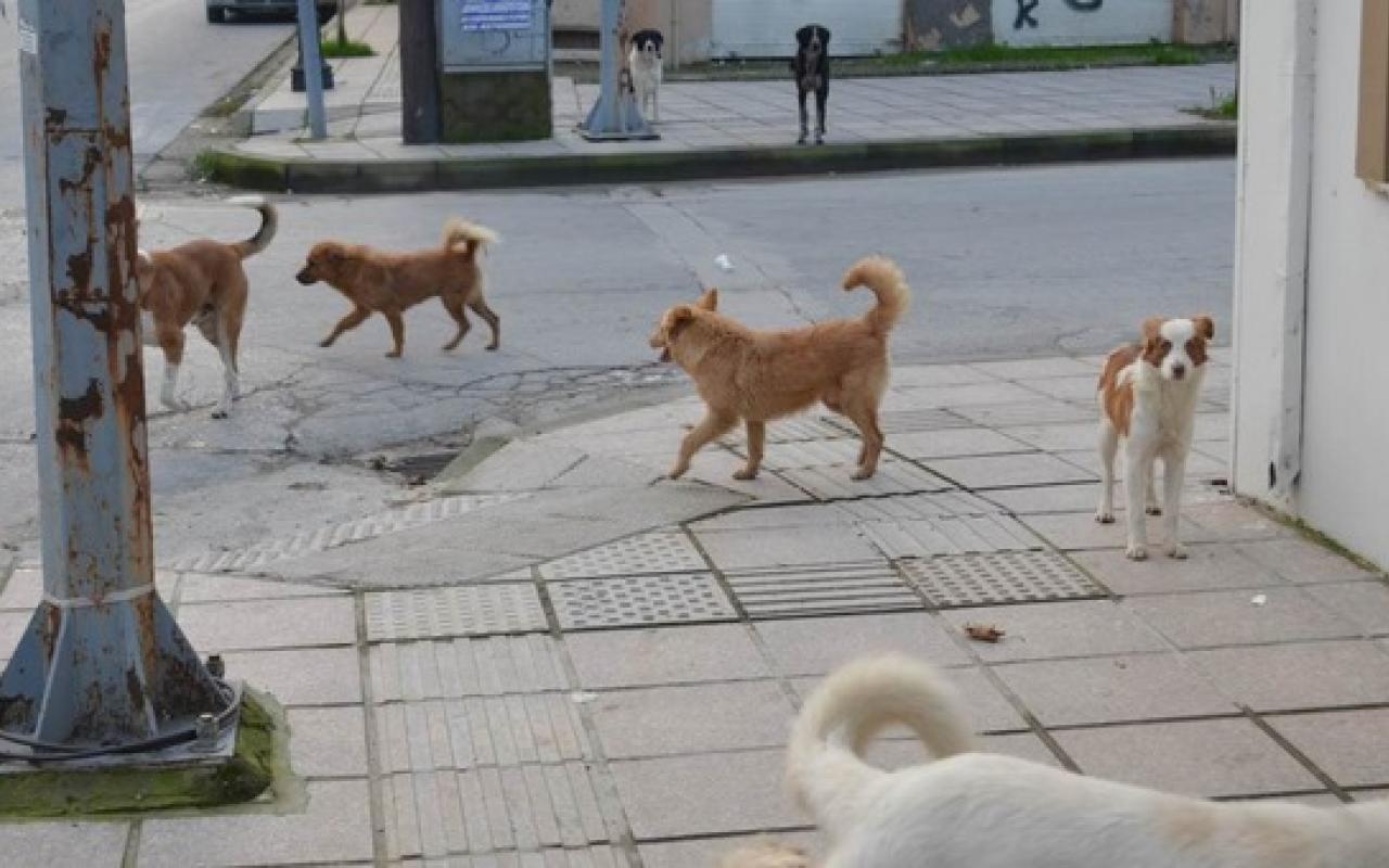 Αδέσποτα σκυλιά επιτέθηκαν σε γυναίκα οδηγό στο Ηράκλειο