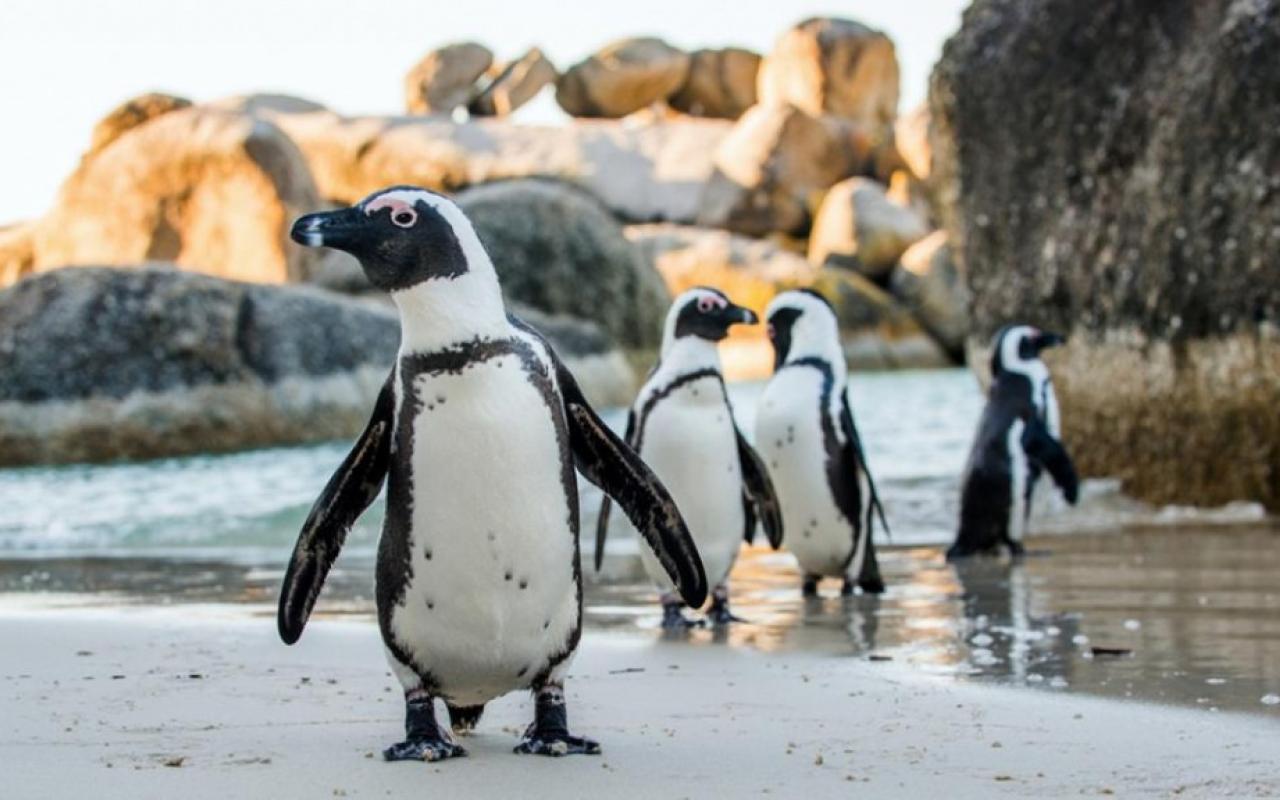αφρικανικοί πιγκουίνοι