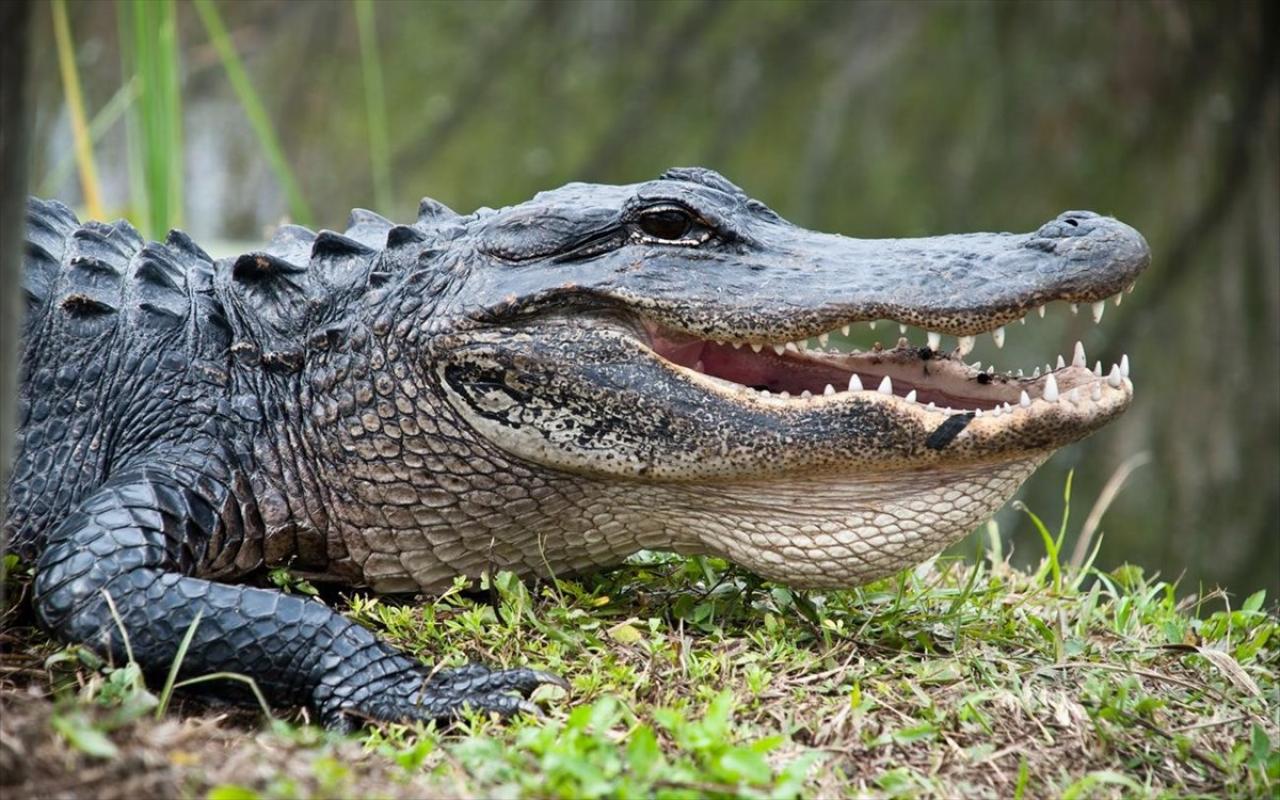 aligatoras-krokodeilos.jpg