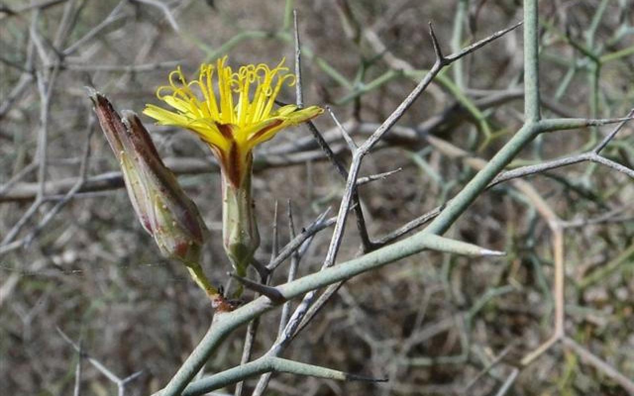 Αρτεμισία: Το &quot;θαυματουργό&quot; φυτό της Κρήτης που σκοτώνει καρκινικά κύτταρα