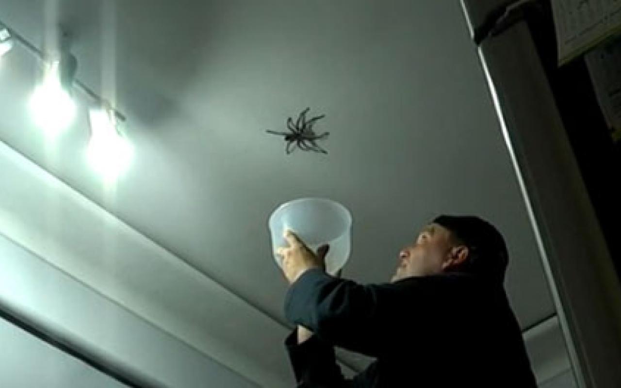 Βίντεο: Πώς να ΜΗΝ πιάσουμε μία αράχνη (βίντεο)