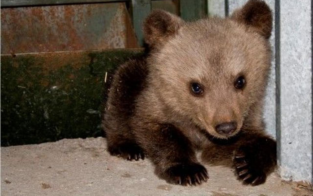 Νεκρό ένα αρκουδάκι τεσσάρων μηνών στο Ζαγόρι