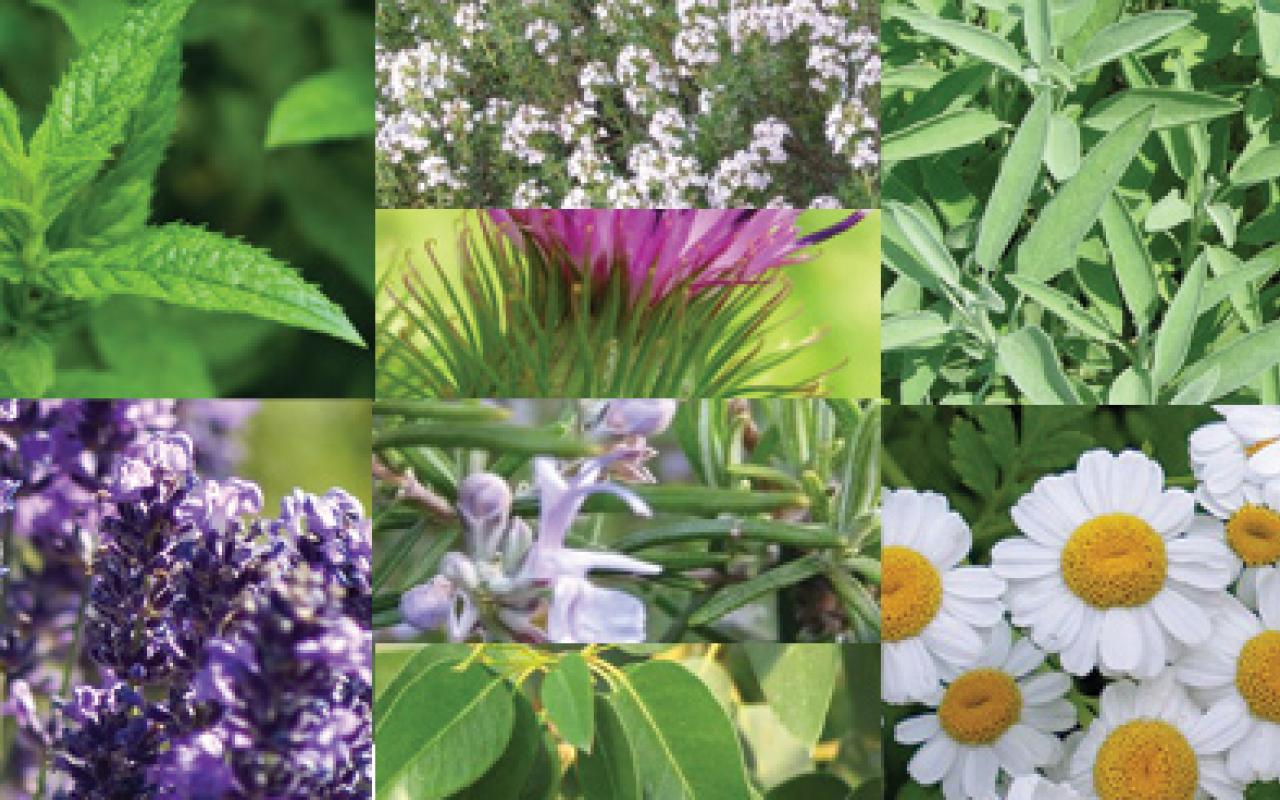 «Χρυσάφι» της ελληνικής γης, τα αρωματικά - φαρμακευτικά φυτά