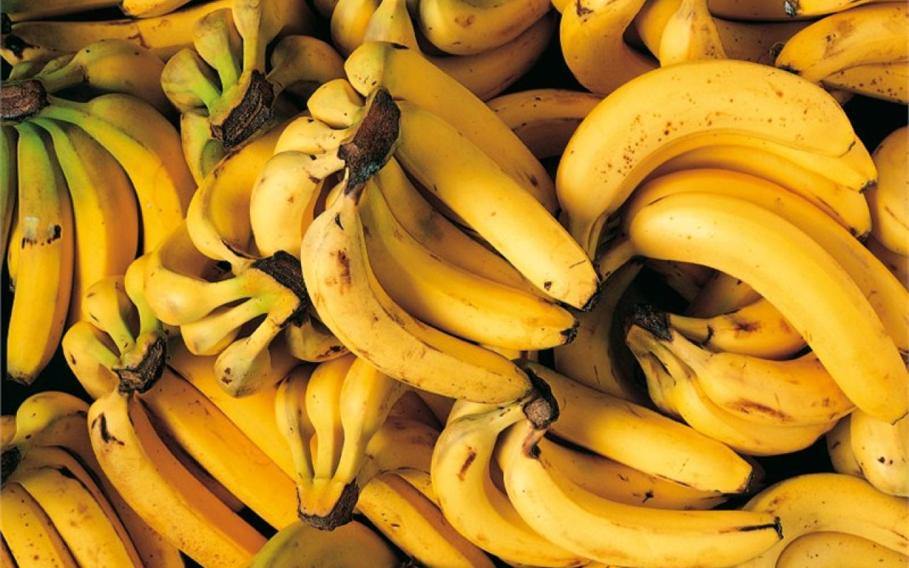 Ο μύκητας που απειλεί να αφανίσει τις μπανάνες