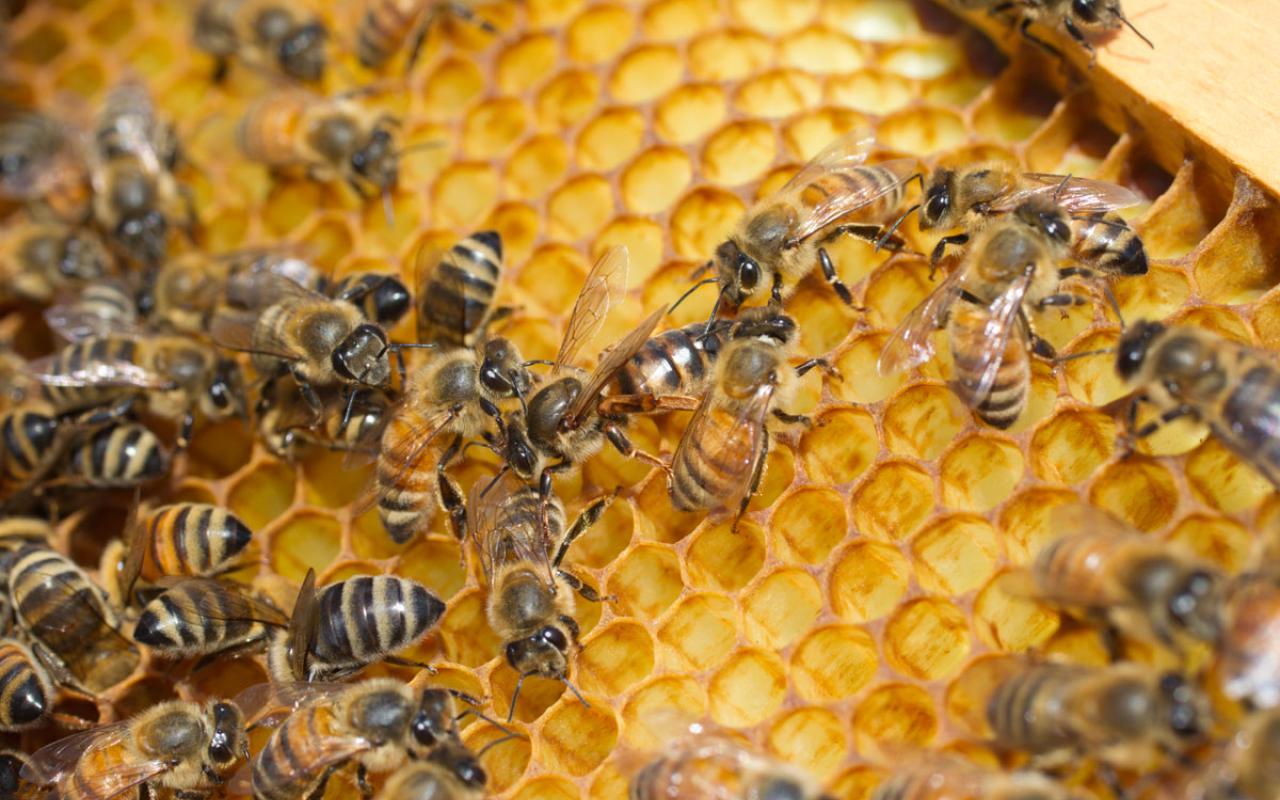 Εκπαιδευτικά προγράμματα για μελισσοκόμους σε όλη την χώρα