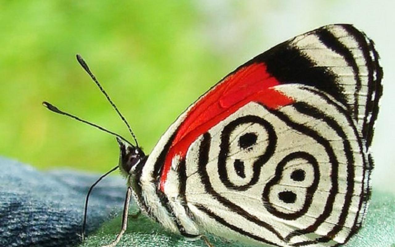 Η πεταλούδα με το Νο 88