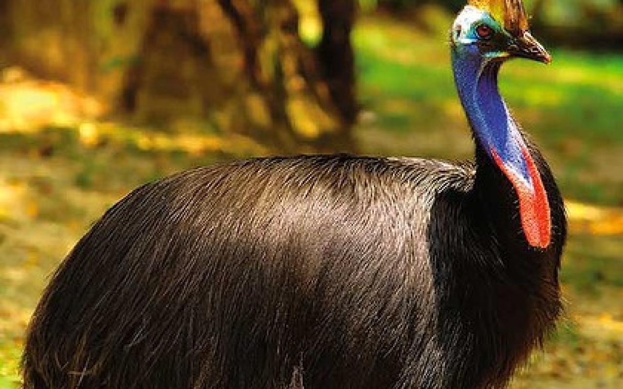 cassowary, επικινδυνο πτηνο